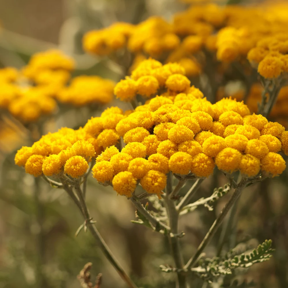 Angel Helichrysum Shine Styling Wax 100g